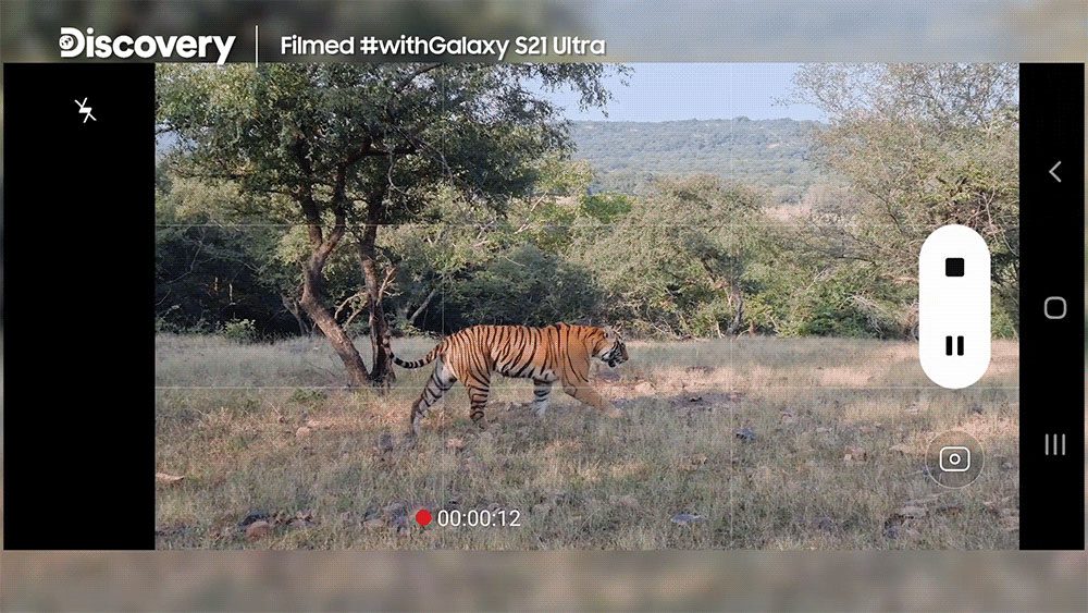 تصویربرداری نزدیک از زندگی ببرها با گلکسی S21 Ultra 14 تصویربرداری نزدیک از زندگی ببرها با گلکسی S21 Ultra
