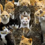 تنفر گربه ها از انسان واقعیت دارد؟