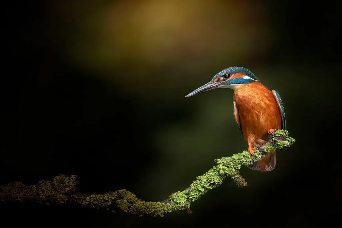 بهترین عکس های سال 2023 - بخش اول 22 ماهیگیری از Lesley Martin