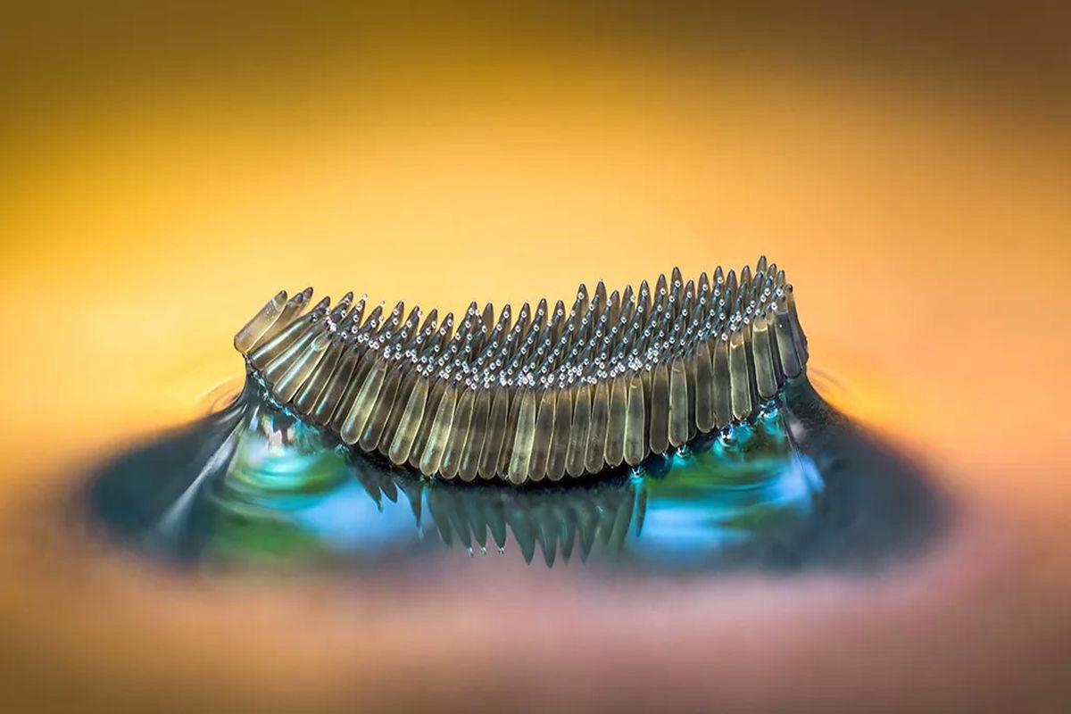 بهترین عکس های سال 2023 - بخش اول 24 قایق تخم پشه از Barry Webb