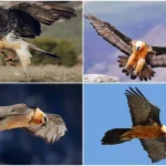 همای سعادت در آسمان ایران؛ پرنده‌ای که وعده نیک‌بختی می‌دهد