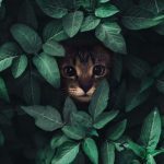 انسان اغلب زبان گربه را نمی فهمد