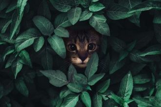 انسان اغلب زبان گربه را نمی فهمد