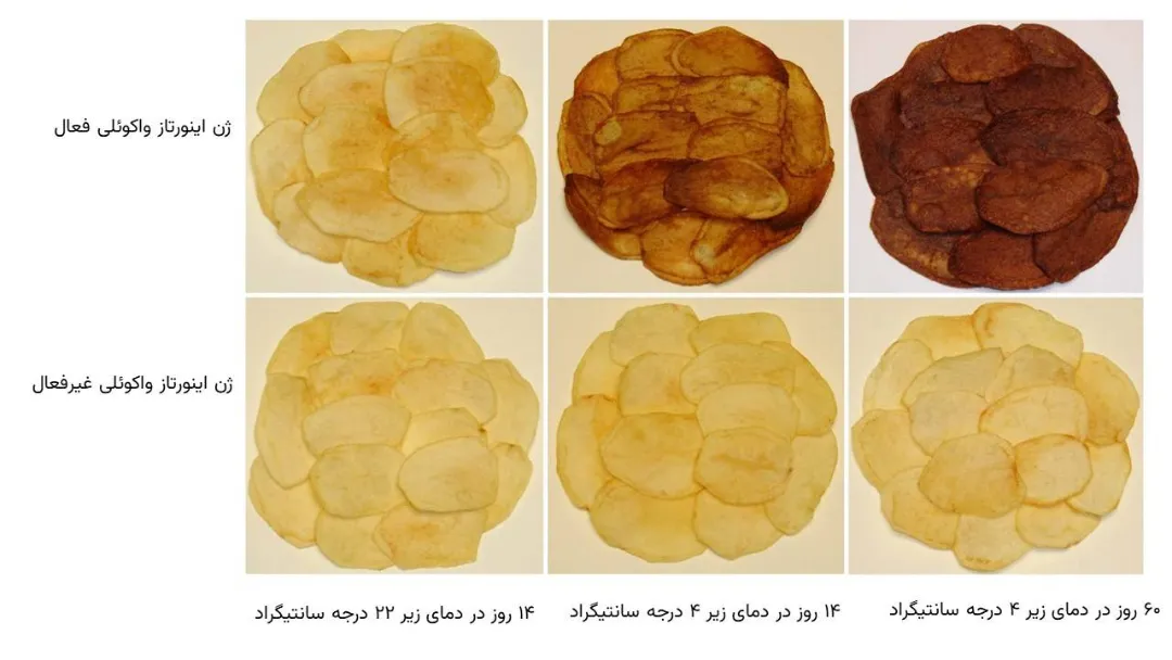 راز تولید چیپس سیب زمینی سالم تر کشف شد، حتی خوشمزهتر از چیزی که هست 14 دانشمندان راز تولید چیپس سیب زمینی سالمتر و خوشمزهتر را کشف کردند