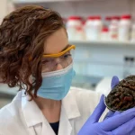 مغزهای باستانی 12 هزار ساله چگونه هنوز نپوسیده‌اند؟