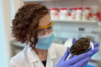 مغزهای باستانی 12 هزار ساله چگونه هنوز نپوسیده‌اند؟