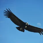 پرندگان هنگام پرواز بر فراز اقیانوس کجا استراحت می‌کنند؟