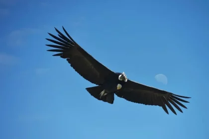 پرندگان هنگام پرواز بر فراز اقیانوس کجا استراحت میکنند؟ 13 پرندگان هنگام پرواز بر فراز اقیانوس کجا استراحت میکنند؟