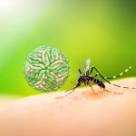 تب دنگی چیست؟ پیشگیری، درمان، کنترل و علایم بیماری تب Dengue