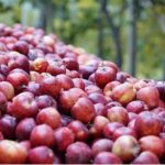 کشاورزی احیایی: سیب‌های سبزتر، آینده‌ای پایدارتر