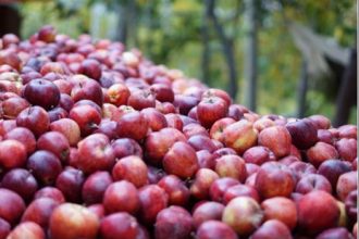 کشاورزی احیایی: سیب‌های سبزتر، آینده‌ای پایدارتر