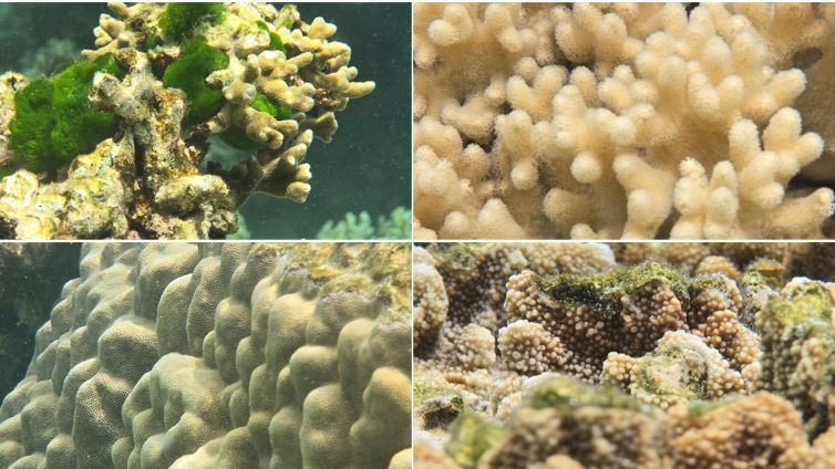 پروژههای نوآورانه سامسونگ برای احیای صخرههای مرجانی با استفاده از فناوری 17 پروژههای نوآورانه سامسونگ برای احیای صخرههای مرجانی با استفاده از فناوری